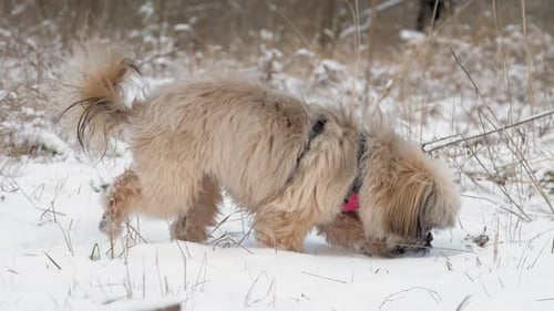 Furry Dog with Purple Collar Walks Along Snow and Smells