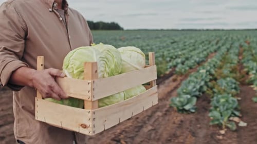 Farmer Carrying Cabbage