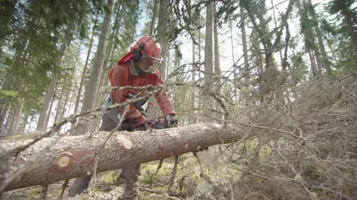 SLOW MOTION, BACKLIT - Cleaning up the felled stem before cutting to length