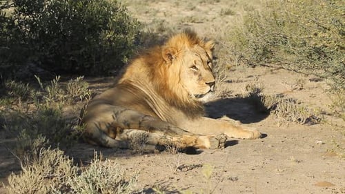 Männlicher afrikanischer Löwe
