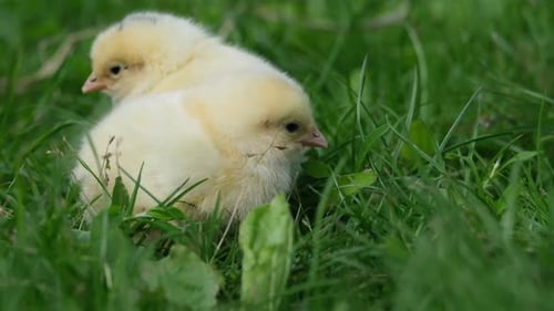 Cute Fluffy Baby Chickens Together on Green Grass Outdoors