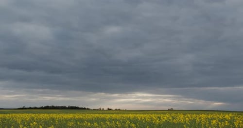 Storm Clouds In The Field Of Rape