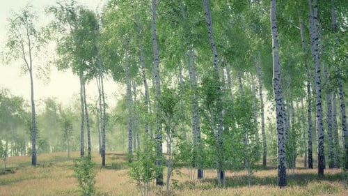 Birch Forest in Sunlight in the Morning