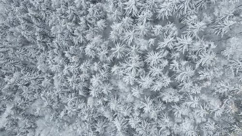 Beautiful Winter Forest with Snowy Trees Aerial View