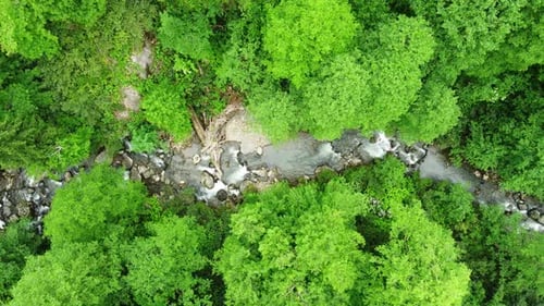 Fluss im Wald Natur Morgen Magische Luftlandschaft in grünen Regenwaldbäumen