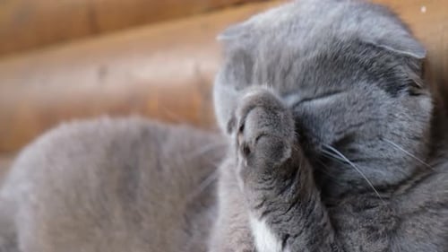 British Cat Close Up