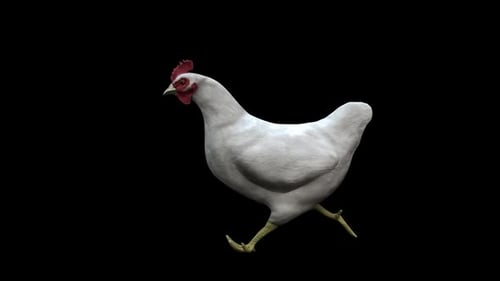 Chicken Run