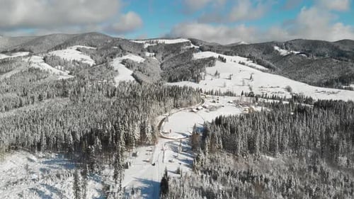 Winter Forest