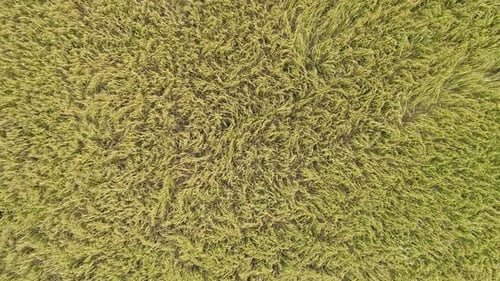 Rice Fields