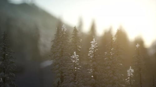 Beautiful Winter Landscape in the Mountains