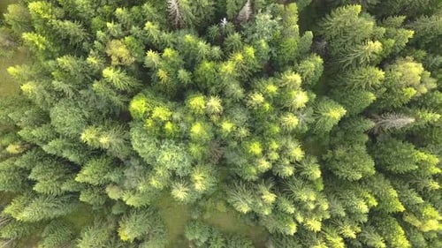 Aerial view of green pine forest with canopies of spruce trees in summer mountains.