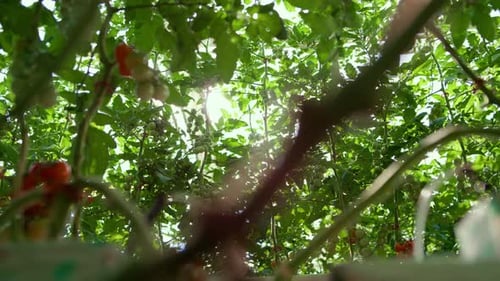 Tomato Plants Growing in a Sunny Greenhouse