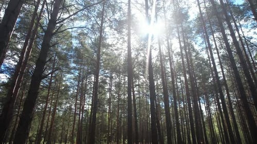 Sunlight Filtering Through Tall Trees in a Forest