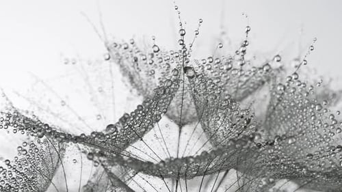 Dandelion Seed Head Adorned with Water Droplets