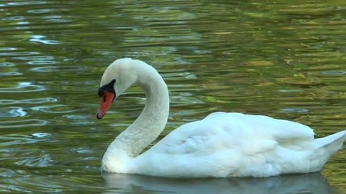 Elegant White Swan Preening on Calm Water