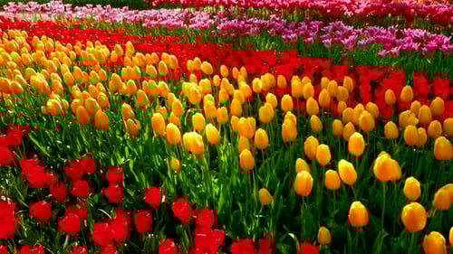 Blooming Tulips in Keukenhof Flower Garden. Lisse, the Netherlands.