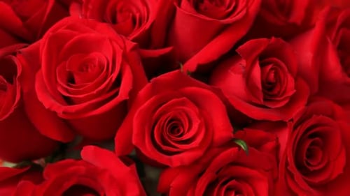 Bouquet of Blooming Red Roses Close Up