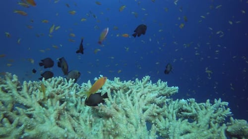 Peixe e Coral de Mesa