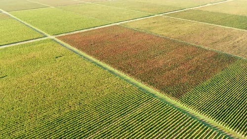 Large vineyard, aerial view of a cultivated field in autumn, Agriculture and environment