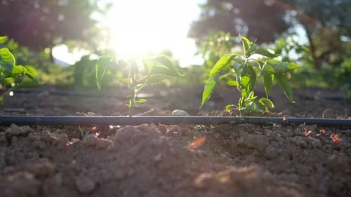 Young Pepper Plants Growing with Drip Irrigation