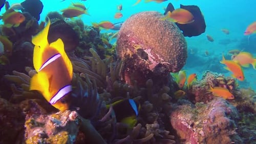 Colorful Tropical Fish Swimming Near Coral Reef