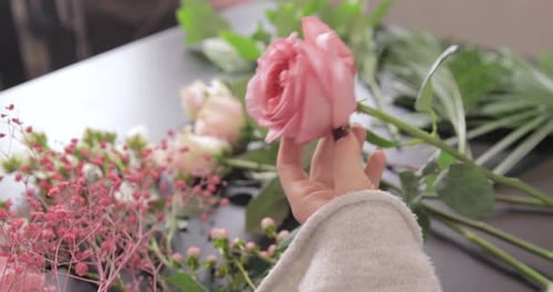 Pink Roses Arranged with Foliage for Bouquet