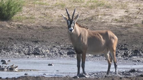 Majestic Sable Antelope Standing in Watering Hole