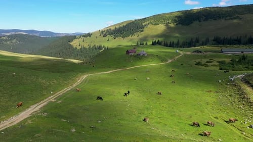 Aerial View of Cows Grazing in Alpine Meadow