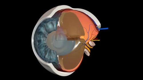 Human Eye Anatomy