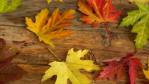 Colorful Autumn Leaves on Rustic Wood Table