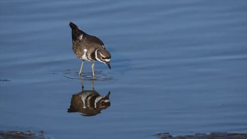 Killdeer pataugant dans l'eau