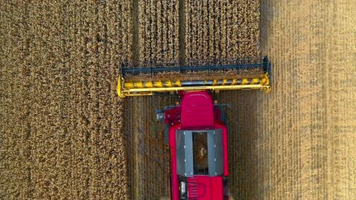 Harvester machine works in field. Agricultural combine machine harvesting wheat field