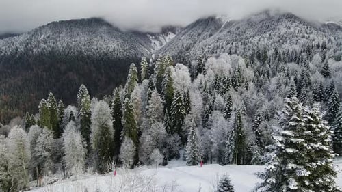 Aerial View of a Beautiful Winter Landscape with Snowy Green Coniferous Forest