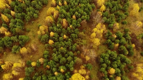 Amazing aerial birds eye view forest, trees at fall season.