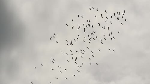 Flock of Black Birds Soaring Through Cloudy Sky