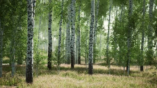 Birch Forest in Sunlight in the Morning