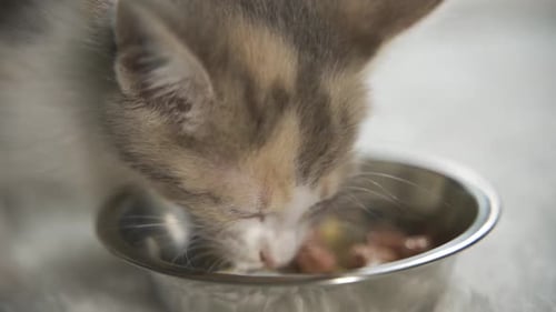 Kitten Eats Food From Bowl in a Close Up