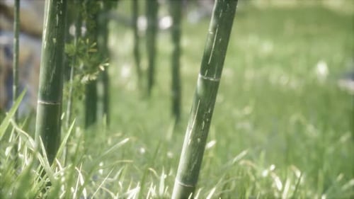 Grüne Bambusbäume Wald-Hintergrund