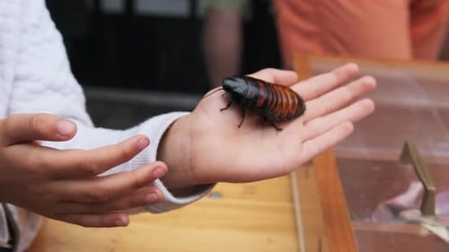 Madagascar Cockroach on the Girl's Hand. The Child Holding and Stroking Insect.