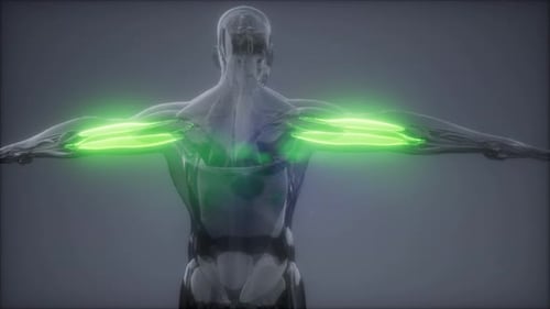 3D Human Arm Muscles Highlighted Animation