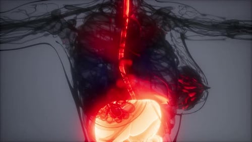 3D Human Abdominal Organs Medical Scan Animation