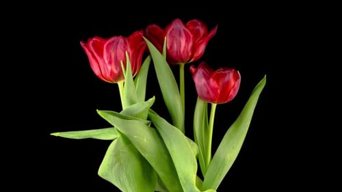 Red Tulips Blooming in Time-Lapse Footage