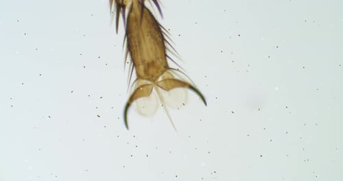 Fliege unter dem Mikroskop mit schwimmenden Bakterien. Insekt unter dem Mikroskop. Fliege unter einem Zielfernrohr.