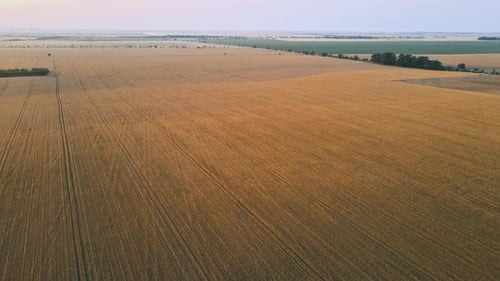 Wheat Field