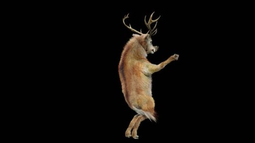 45 Deer Dançando HD