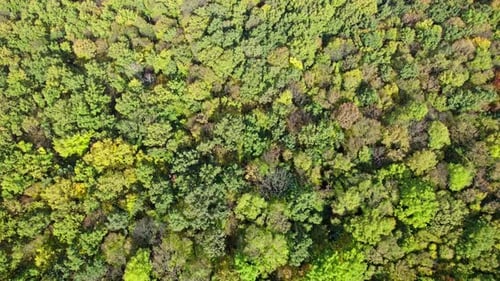 Aerial Top Down View of Forest in the Autumn