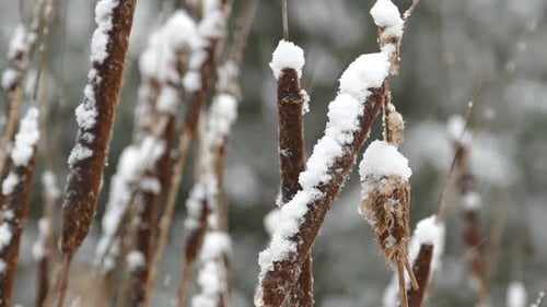 Snow Covered Cattails in Winter Snowfall