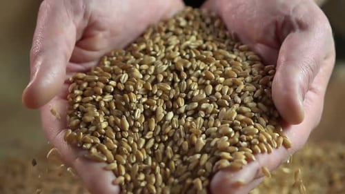 Hands Holding and Releasing Golden Wheat Grains