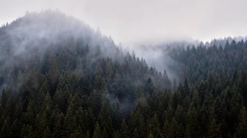 The Fog Spills Over the Spruce Forest Cold Rainy Weather