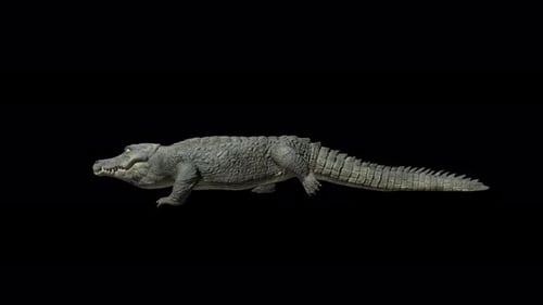 4K African Crocodile Walk